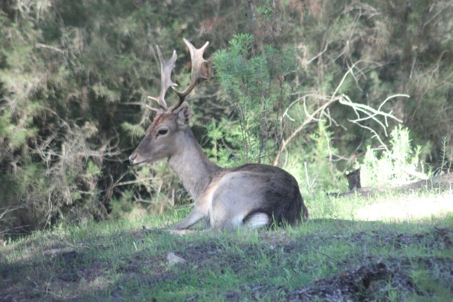 From Seville: Doñana National Park Full-Day Private Tour - A Wetland Safari from Seville, with Real Ecosystems to Match