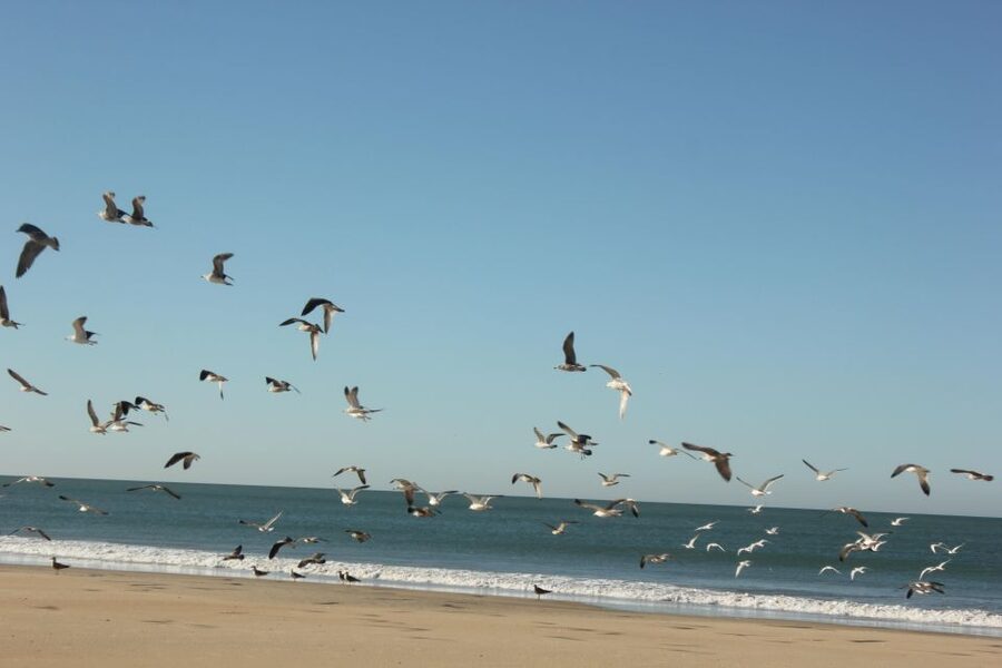 From Seville: Doñana National Park Full-Day Private Tour - Who This Tour Fits Best, and Who Should Skip It