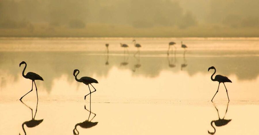 From Seville: Doñana National Park Full-Day Private Tour - Practical Tips for a Smooth Doñana Day