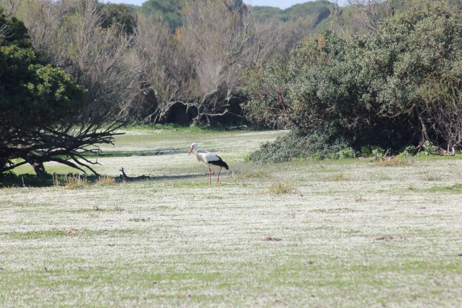 From Seville: Doñana National Park Full-Day Private Tour - Inside Doñana National Park: Lagoons, Dunes, and a 4WD Wildlife Hunt