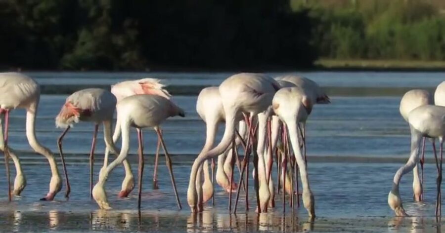 From Seville: Doñana Natural Park, El Rocio and Matalascañas - El Rocío village: pilgrimage roads, the hermitage, and the Blessed Virgin
