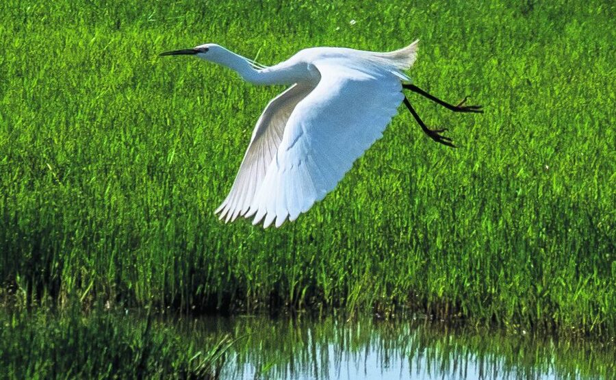 From Seville: Doñana Natural Park, El Rocio and Matalascañas - Matalascañas Beach free time: use it for a real reset