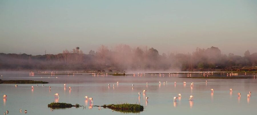 From Seville: Doñana Natural Park, El Rocio and Matalascañas - Price and value for a 10-hour day from Seville