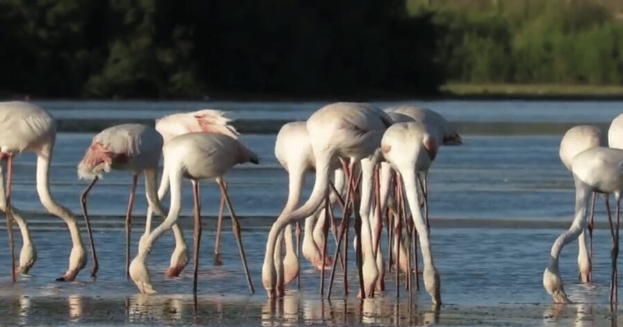 From Seville: Doñana Natural Park, El Rocio and Matalascañas - Who should book this Seville Doñana day trip
