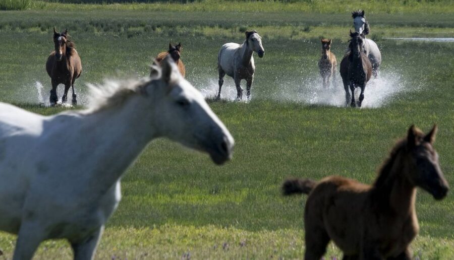 From Seville: Doñana Natural Park, El Rocio and Matalascañas - The 4WD Doñana safari: UNESCO wetlands, dune country, wildlife odds