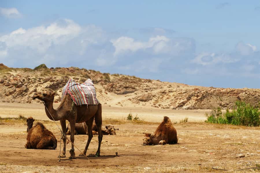 From Seville: Full-Day Tour to Tangier - Moroccan lunch and the real trade-offs of a structured meal
