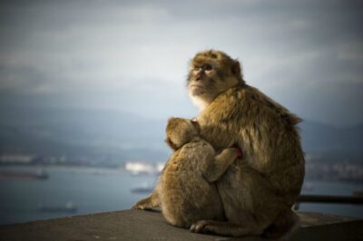 Gibraltar Sightseeing Tour