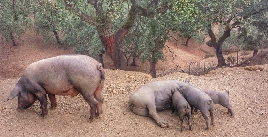 From Seville: Iberian Ham Full-Day Tour to Aracena - Guides and Drivers: Why the Day Feels Smooth