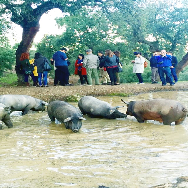 From Seville: Iberian Ham Full-Day Tour to Aracena - Iberian Ham at the Farm: What You Learn, Then Taste
