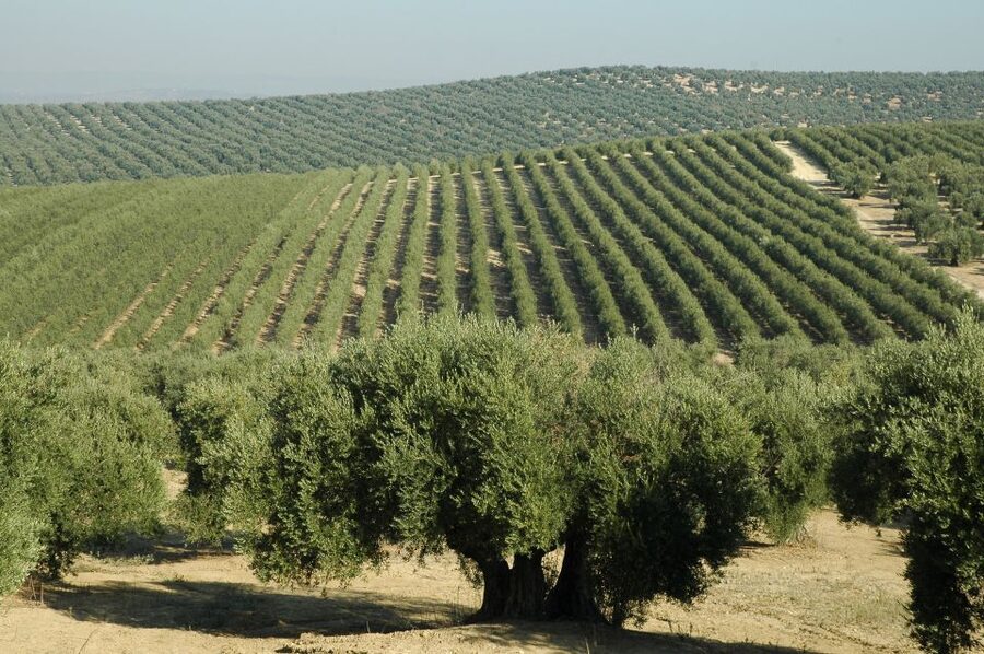 From Seville: Olive Oil Farm Tour - Getting to the farm: why the 4-hour format works (and when it feels rushed)