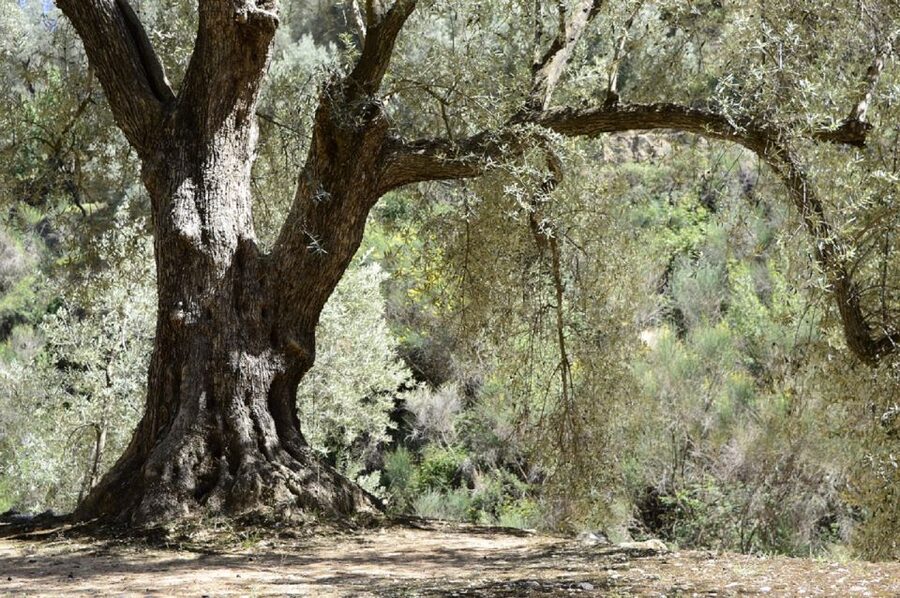 From Seville: Olive Oil Farm Tour - The tasting: sweet, bitter, and spicy, plus why this part is where most value lives