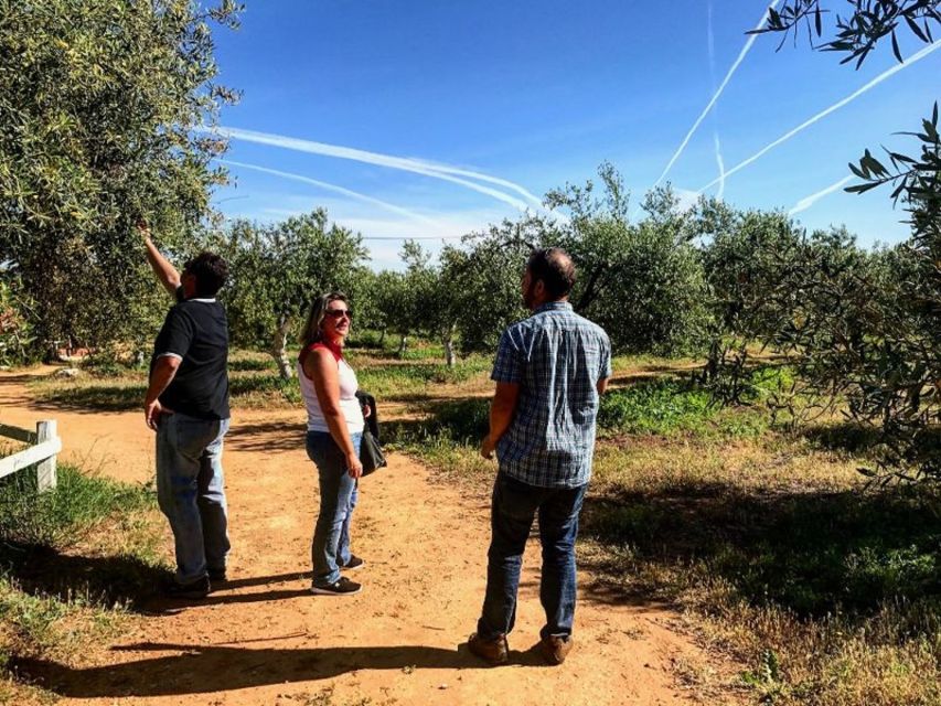 From Seville: Olive Oil Farm Tour - The guide and group size: small-group pacing, private option, and what to watch for