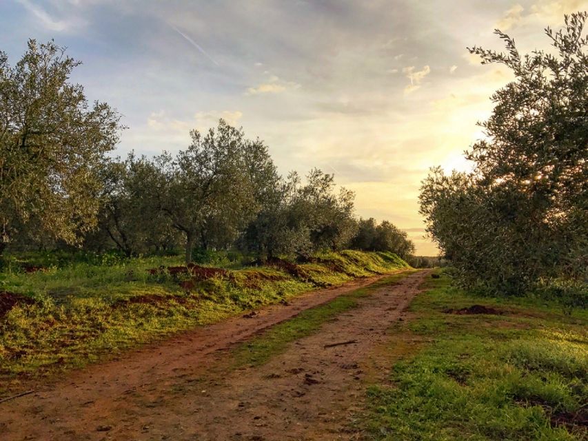 From Seville: Olive Oil Farm Tour - Price and value: is $105 worth it for an olive farm day?