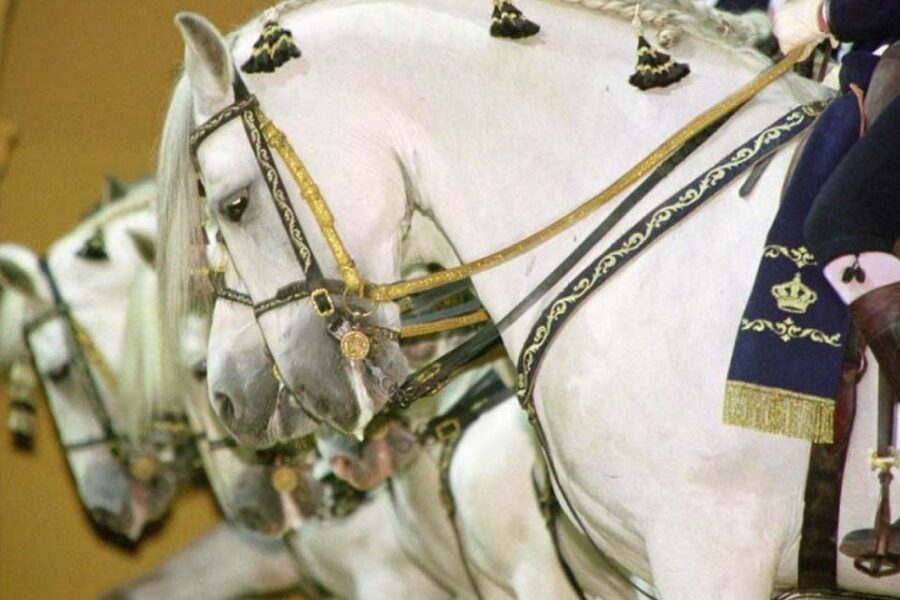 From Seville: Tour of Jerez with Horse Show & Wine Tasting - What to bring (and what to watch for)