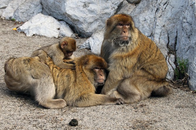 Gibraltar Day Trip from Seville + Rock Tour - Main Street for duty-free browsing, plus a smart lunch plan