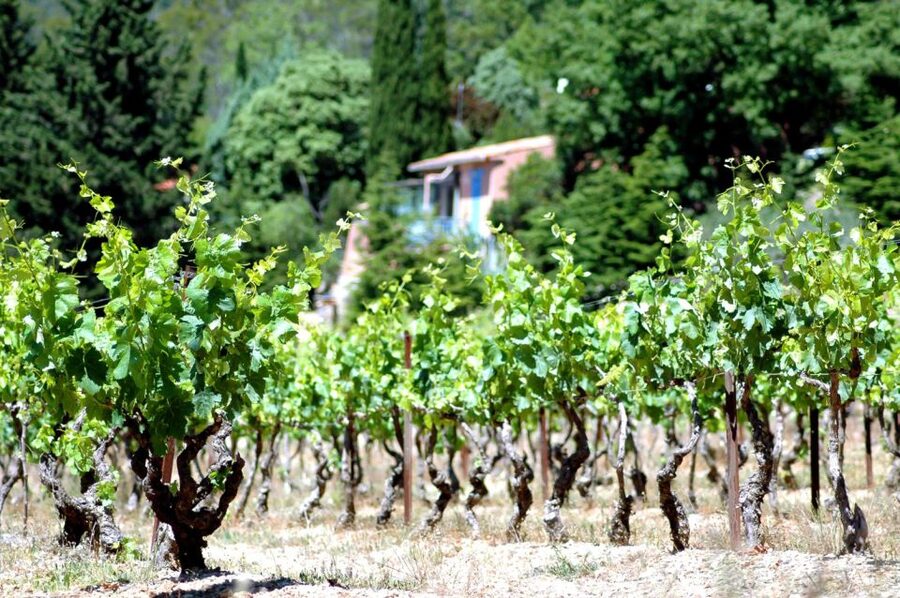 Half-Day Wine Tour in Andalusia in small group - Shared vs Private: How Group Size Changes Your Winery Visit