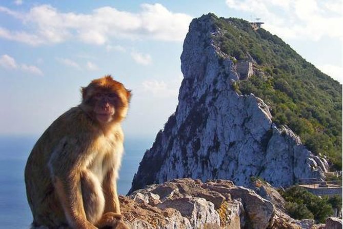 Historic Gibraltar Rock and St Michael's Cave Tour from Seville - The Barbary apes: the part you will actually talk about later