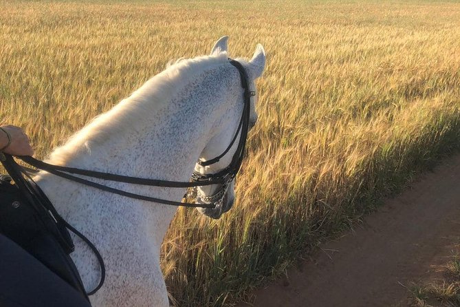 Horseback riding around Doñana National Park - After the Ride: Wash, Brush, Drink, and a Quick Chat
