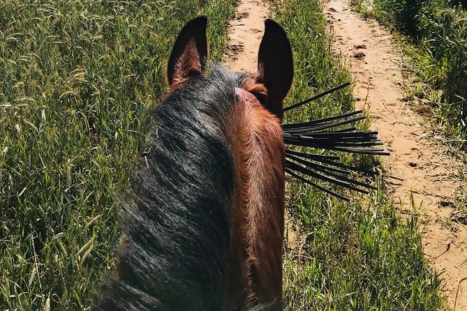 Horseback riding around Doñana National Park - Value for the Price: What You Pay For Beyond the Ride