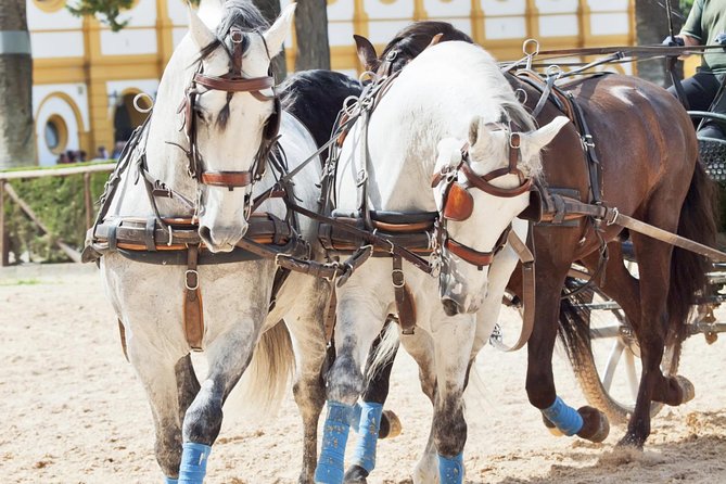 Jerez & Cadiz Winery with Tasting & Opt Horse Show from Seville - Cádiz on Your Own: Walking, Lunch Choices, and Sea Views