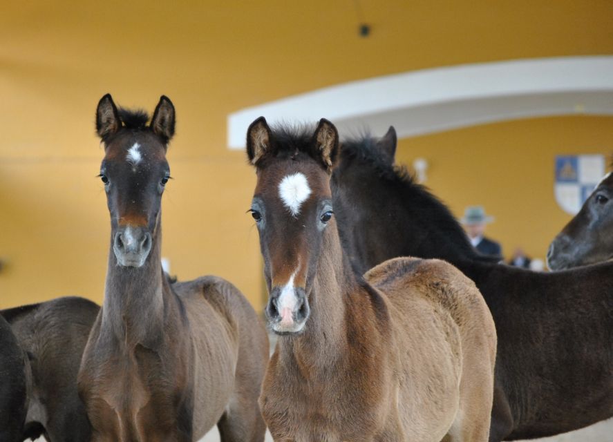 Jerez: Yeguada de la Cartuja Carthusian Horses Tour - Fuente del Suero and the Cartuja horses, why this matters