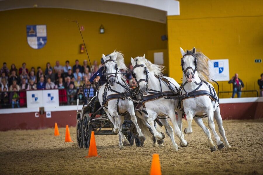 Jerez: Yeguada de la Cartuja Carthusian Horses Tour - Getting there from Jerez, parking, and the no-drama arrival