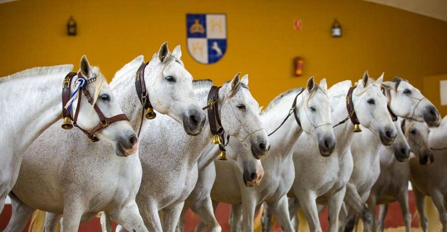 Jerez: Yeguada de la Cartuja Carthusian Horses Tour - The foal moment, and how to spot what’s special