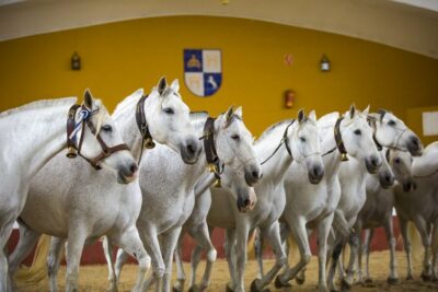 Andalusian Horse Dance and Museums