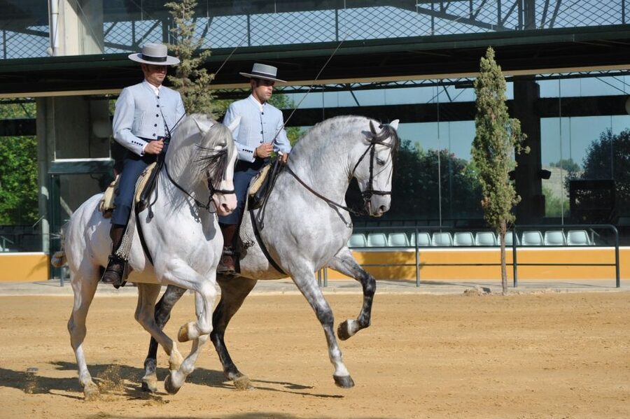 Jerez: Yeguada de la Cartuja Carthusian Horses Tour - Price and value for 2.5 hours in Jerez