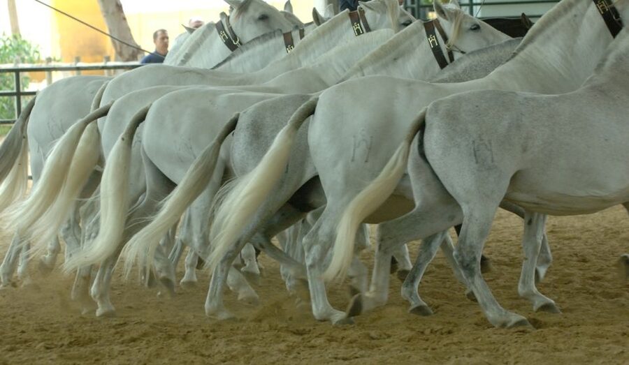 Jerez: Yeguada de la Cartuja Carthusian Horses Tour - Practical tips, what to bring, and what not to do