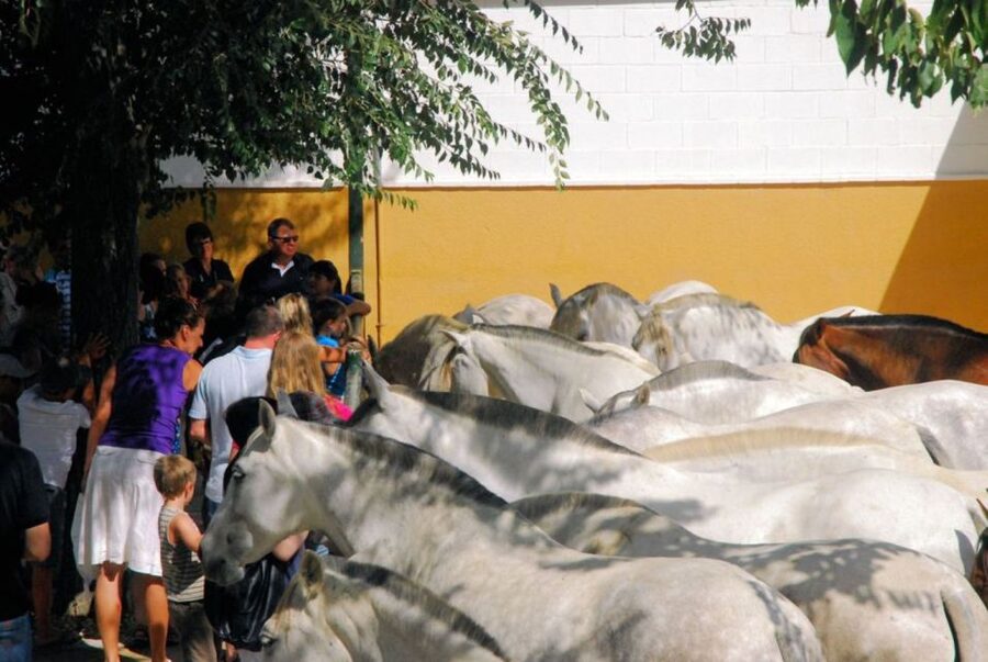 Jerez: Yeguada de la Cartuja Carthusian Horses Tour - Should you book the Jerez Yeguada de la Cartuja tour?