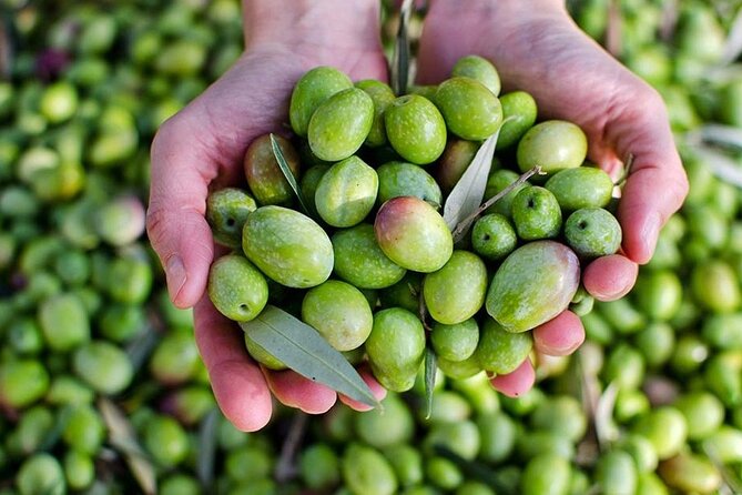 Olive Oil tasting breakfast & Tour in Cordoba - Olive oil tasting in Córdoba: mild to peppery, and sometimes infused