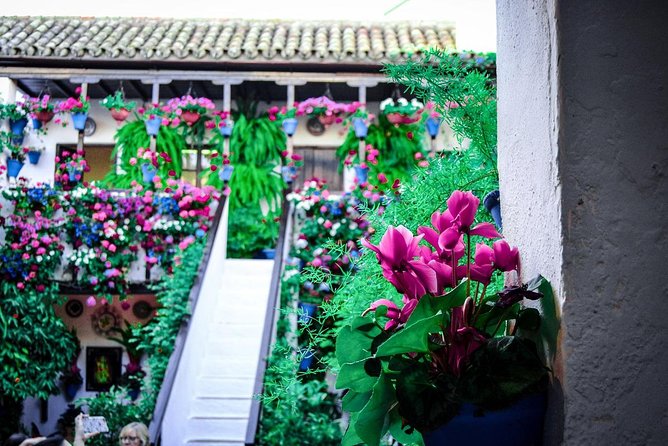Patios tour in Cordoba - Los Patios de San Basilio and the UNESCO-style story behind the flowers