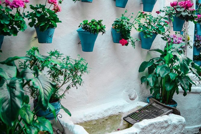 Patios tour in Cordoba - How the guide turns architecture into a story (and what that does for you)