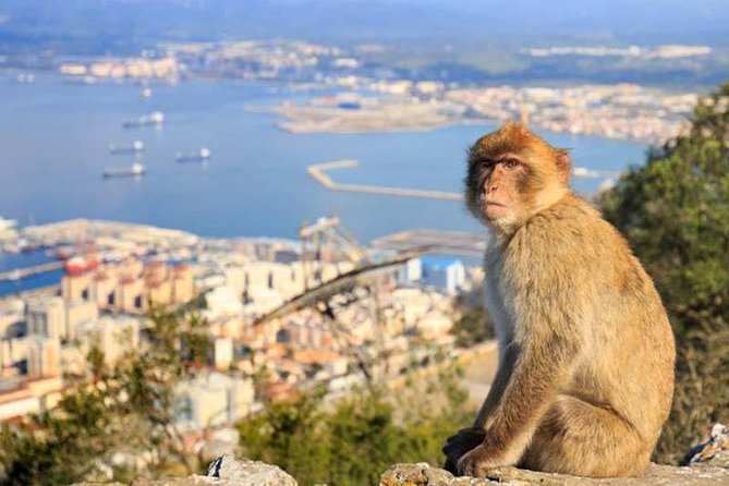 Private tour and shore excusion of Gibraltar from Cadiz - Price and value: $660.87 per person, what you’re really paying for
