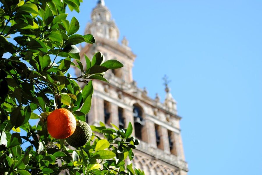 Seville 4-Hour Guided Walking Tour - Plaza de España and San Telmo Palace: Big-Image Seville in Mosaic Form