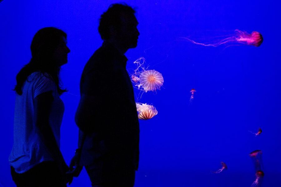 Seville Aquarium Admission Ticket - Who This Is Best For (and Who Might Want Another Plan)