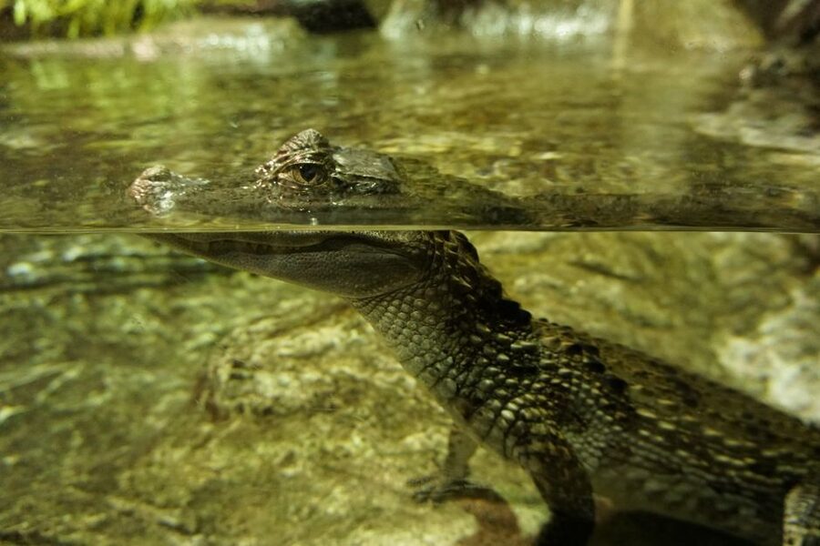 Seville Aquarium Admission Ticket - Getting There by Bike, Bus, or Metro, Plus Quick On-Site Tips