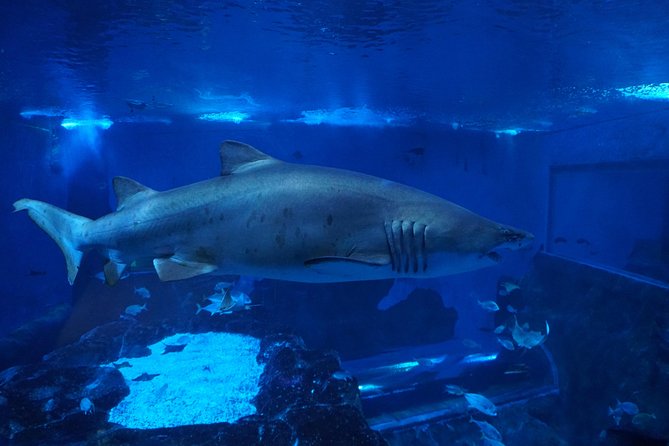 Seville Aquarium Admission Ticket - The 9-Meter Shark Tank Walkway, and Why the Layout Feels Smart