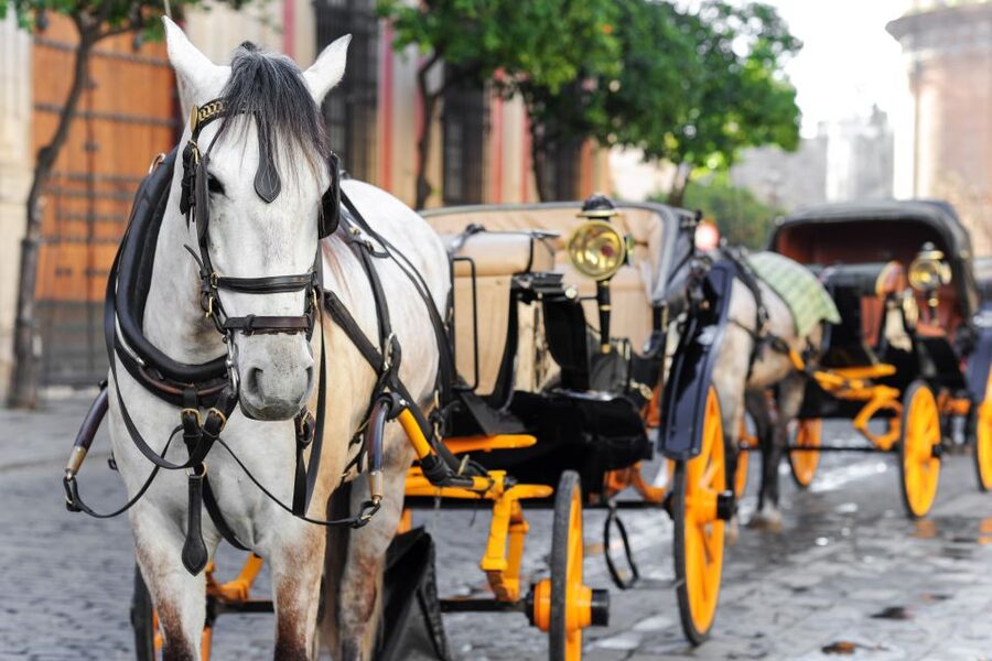 Seville: Authentic and Romantic Horse-Drawn Carriage Ride - Triana From the Carriage Seat: Neighborhood Atmosphere Without the Grind