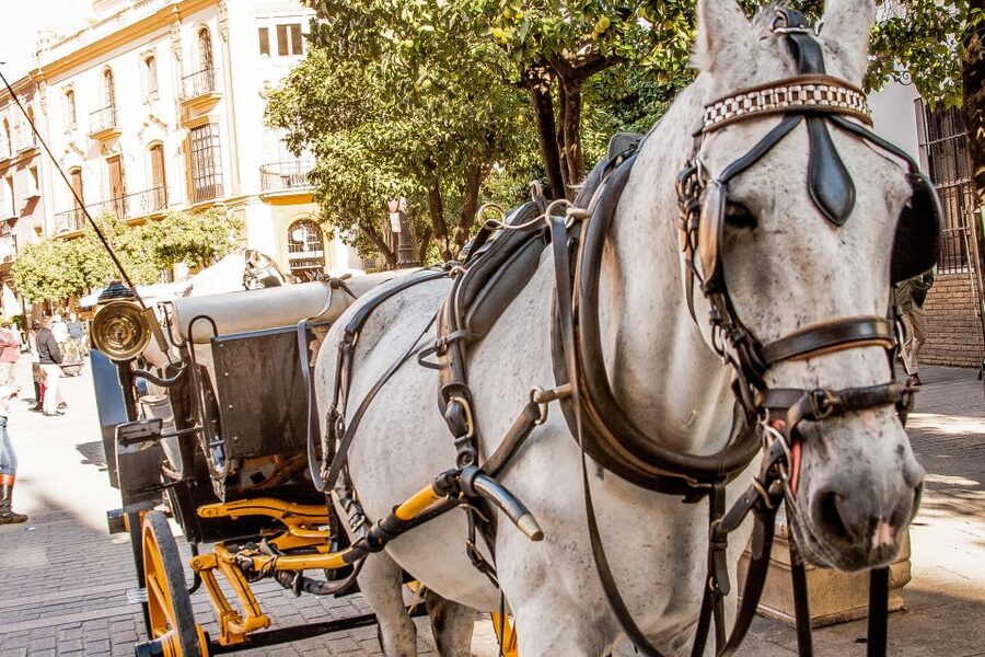 Seville: Authentic and Romantic Horse-Drawn Carriage Ride - Hotel Alfonso XIII and the Big-Splendor Moment