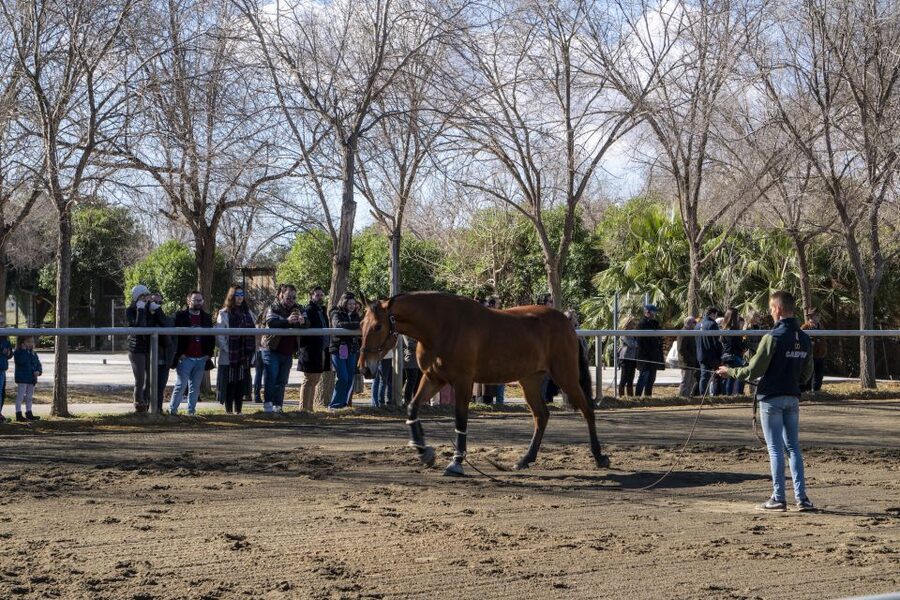 Seville: Horse's Show Entry Ticket. Optional Stud Farm Visit - Who This Seville Horse Show Is Best For