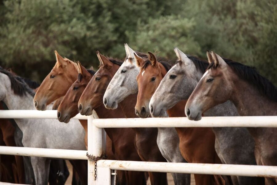Seville: Horse's Show Entry Ticket. Optional Stud Farm Visit - Price and Value Around $35 Per Person