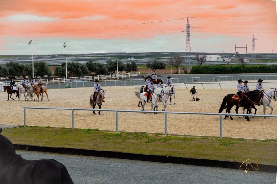Seville: Horse's Show Entry Ticket. Optional Stud Farm Visit - Your Ticket Choice: Show Only or Story of a Champion
