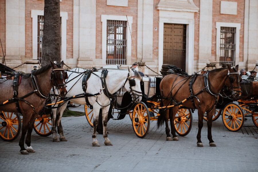 Seville Jewish Quarter walking tour: Santa Cruz District - How the guides keep you moving, with names like Juan and Alfredo