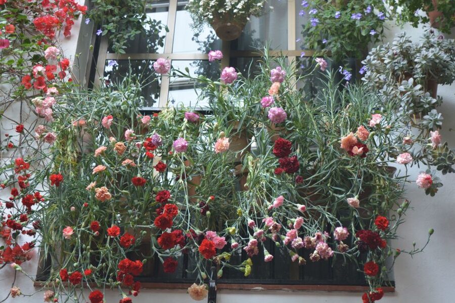 Sights, Sounds, and Scents of Córdoba's Patios - Key points for your Córdoba patio night