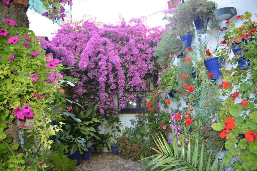 Sights, Sounds, and Scents of Córdoba's Patios - Santa Marina, San Agustín, and San Lorenzo: the courtyards beyond the postcard route