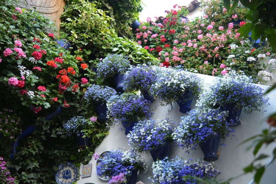 Sights, Sounds, and Scents of Córdoba's Patios - How the competition tradition shapes every courtyard you visit