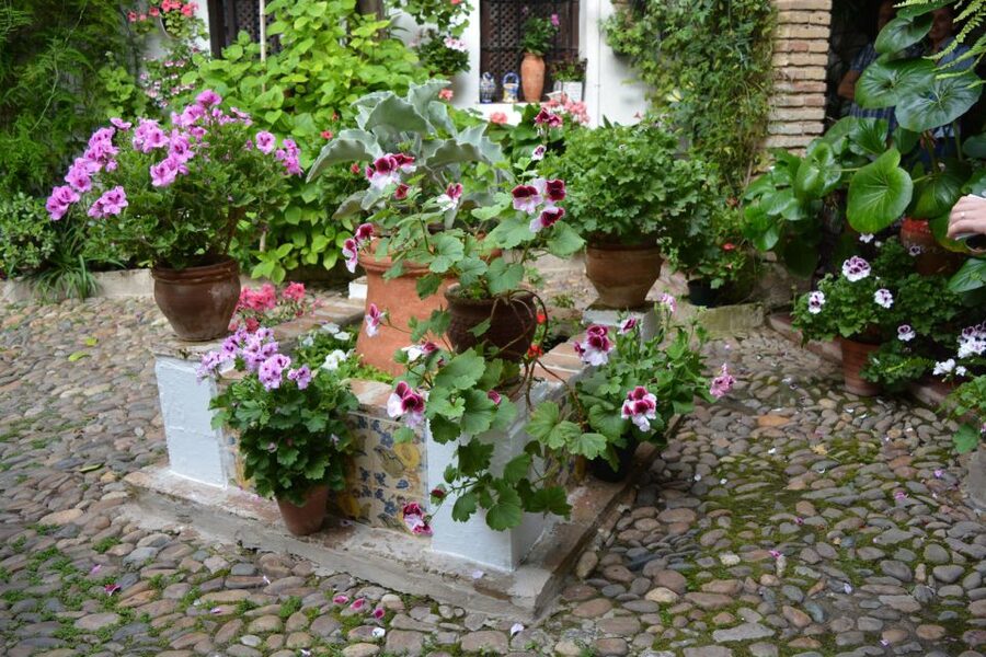 Sights, Sounds, and Scents of Córdoba's Patios - Price and value: what $26 buys you in Córdoba patio time