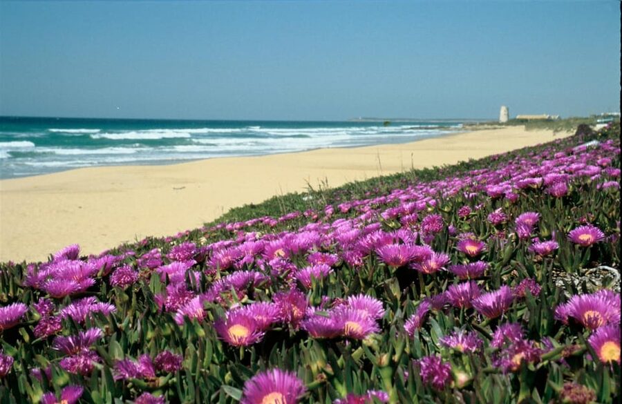 Spain's Best Beaches: Day-Trip from Seville - Walking the Dunes of Bolonia for Big Views